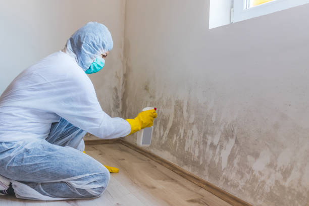 Biohazard Mold Removal in Polk City, IA