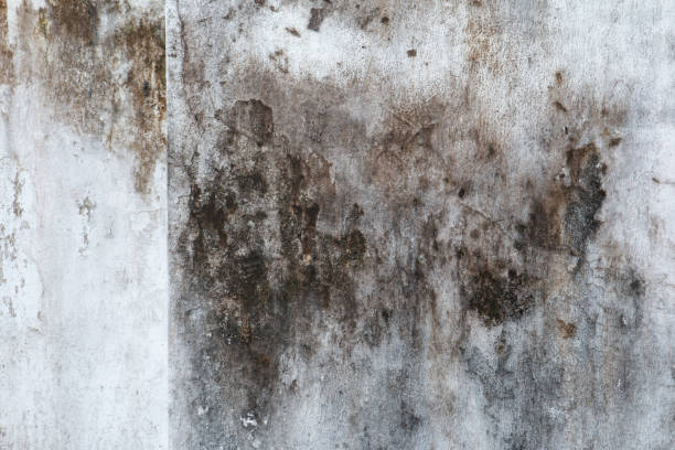 Best Forensic Mold Investigation  in Polk City, IA