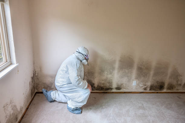 Best Basement Mold Removal  in Polk City, IA