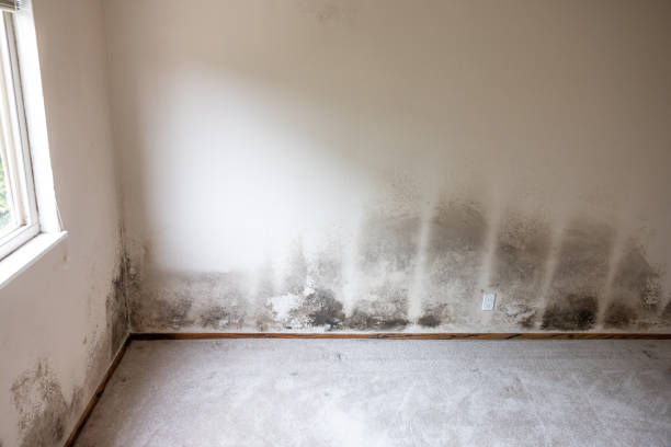 Best Industrial Mold Remediation  in Polk City, IA
