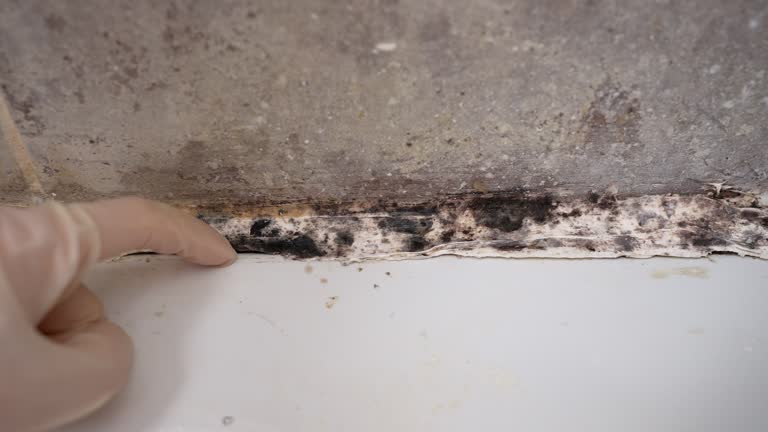 Best Post-Construction Mold Inspection  in Polk City, IA