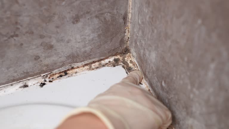 Best Mold Odor Removal Services  in Polk City, IA